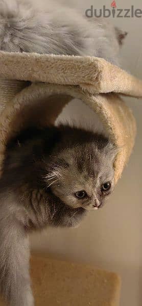 "Grey" a very special Scottish fold mix 3