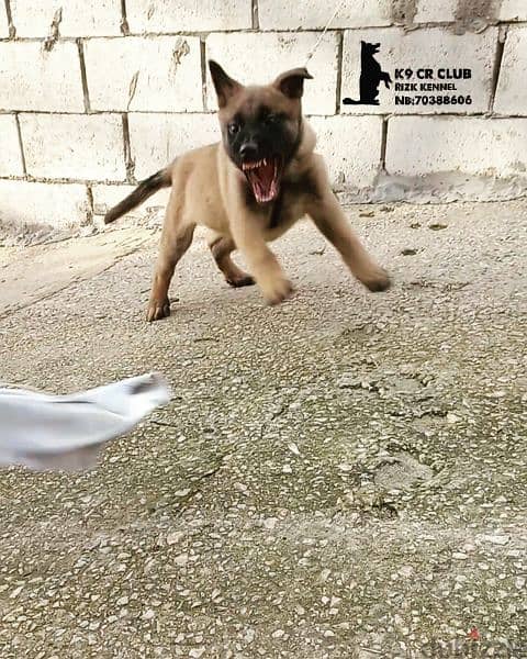 Malinois / pointer / rott 1