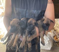 malinoi puppy’s 0