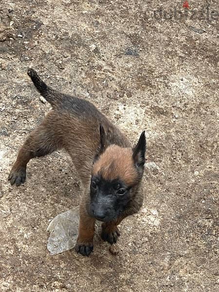 malinoi puppy’s 2