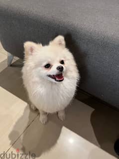 pomeranian for sale 1 year old vaccinated