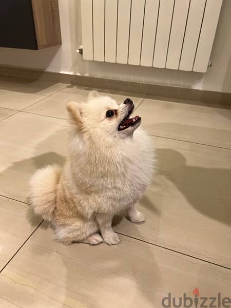 pomeranian for sale 1 year old vaccinated 1