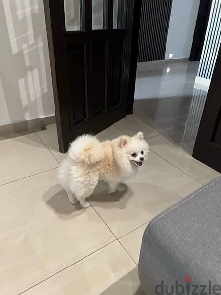 pomeranian for sale 1 year old vaccinated 2