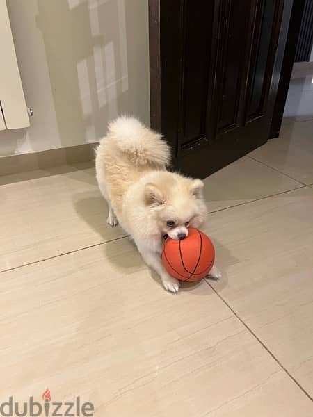 pomeranian for sale 1 year old vaccinated 3