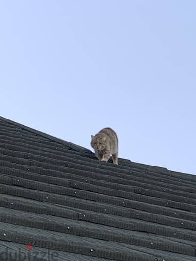 Cat for sale in Beirut