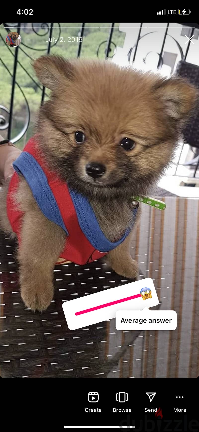 Pomeranian puppy for sale 0