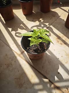 Primotalii chili pepper plant