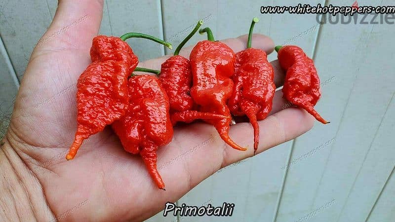 Primotalii chili pepper plant 1
