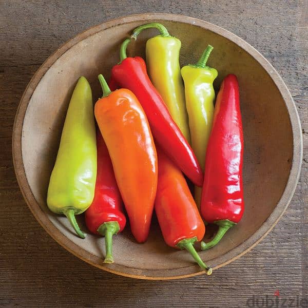 Hungarian Hot Wax chili pepper plant 1