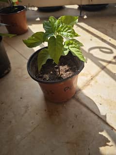 Jays Peach Ghost Scorpion chili pepper plant