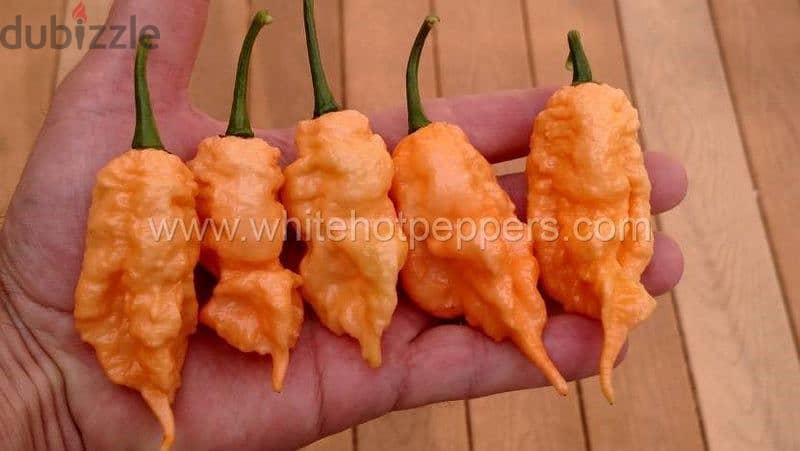 Jays Peach Ghost Scorpion chili pepper plant 1
