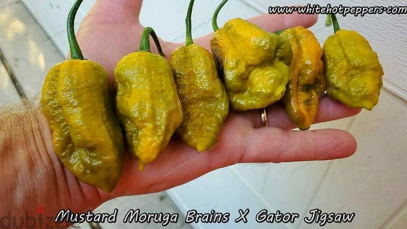 Mustard Moruga x Gator Jigsaw chili pepper plant 1