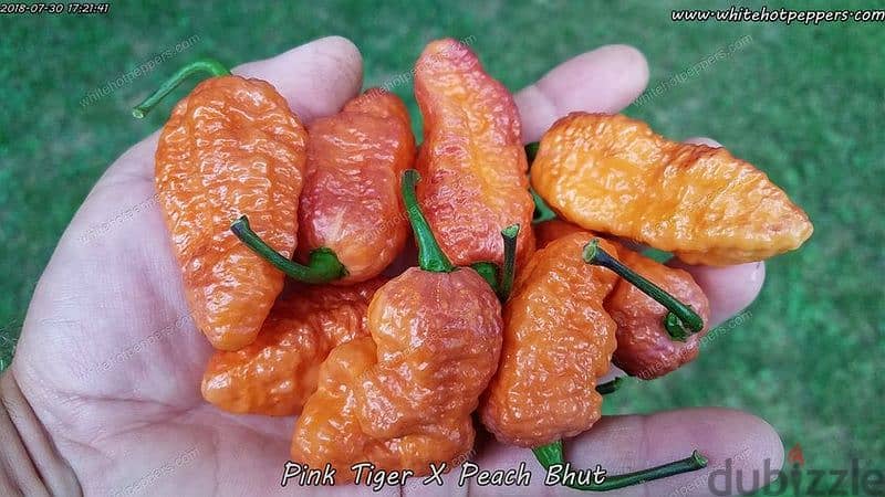 pink tiger x Peach Bhut chili pepper plant 1