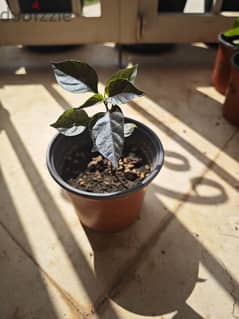 Hallows Eve chili pepper plant