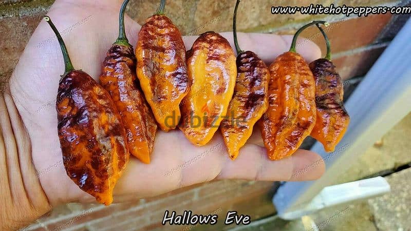 Hallows Eve chili pepper plant 1