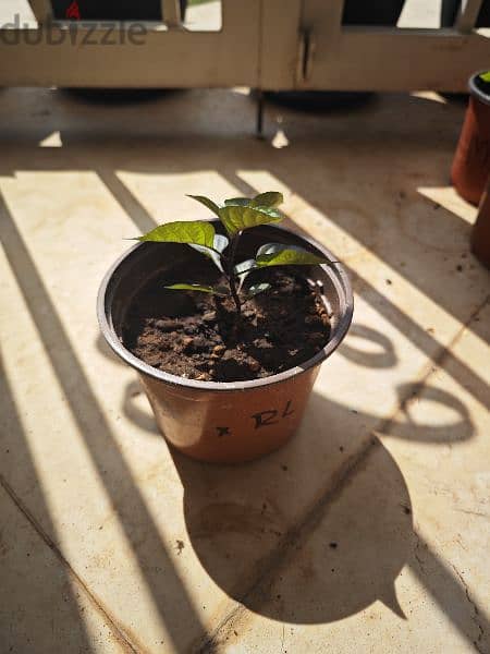 Jays x Pink x Reaper Lemon chili pepper plant 0