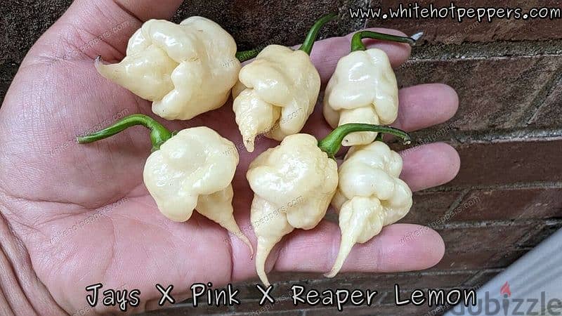 Jays x Pink x Reaper Lemon chili pepper plant 1