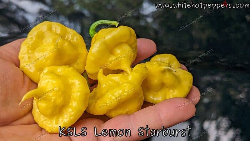 Kang Star Lemon Starburst chili pepper 1