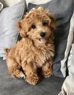 mini goldendoodle imported DELIVERY