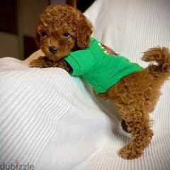 toy poodle imported SMALLEST SIZE delivery plus