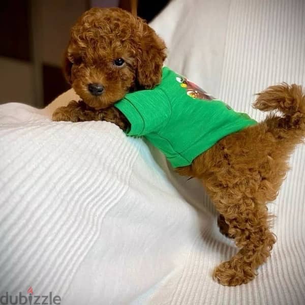 toy poodle imported SMALLEST SIZE delivery plus 0