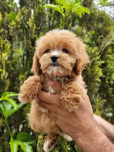 Sweet Maltipoo puppy pure breed imported available/ Dog / Delivery/كلب