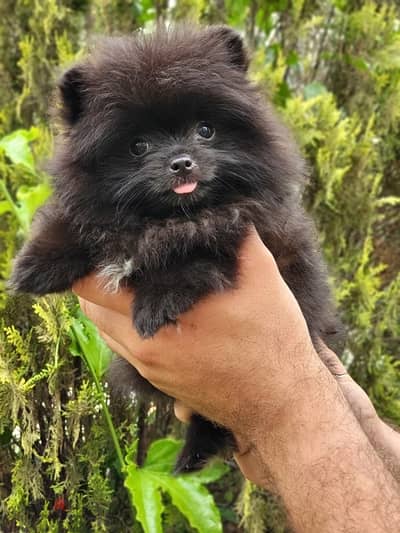 Fluffiest Black Pomeranian puppy imported Dog Delivery كلاب جرو كلب