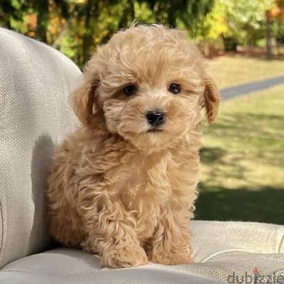 TOY POODLE APRICOT COLOR PUPPY IMPORTED PURE BREED/كلاب/DOG/DELIVERY