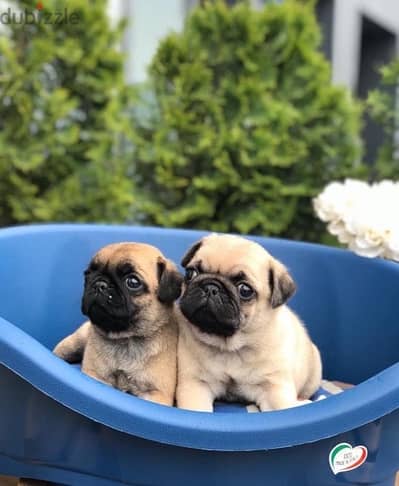 Pug puppies imported pure breed delivery available كلاب