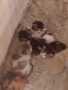 5 new born cats