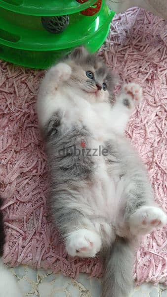 persian chinchilla and scottish fold mix 1