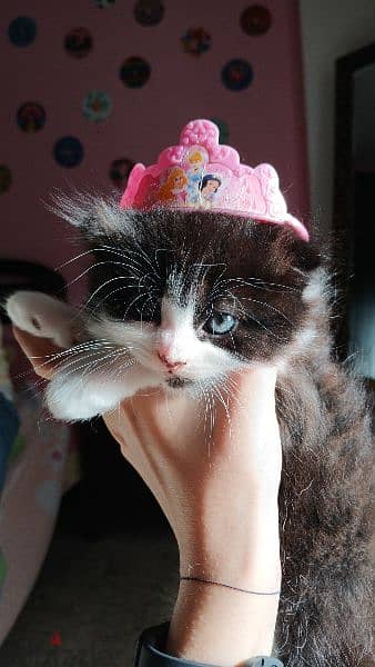 persian chinchilla and scottish fold mix 4