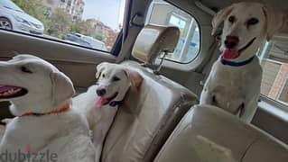 URGENT dogs for adoption golden lab spayed 0