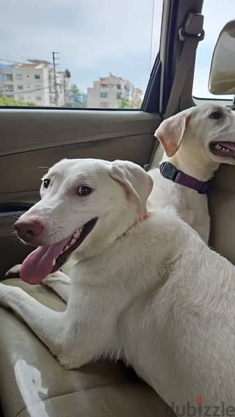 URGENT dogs for adoption golden lab spayed 1