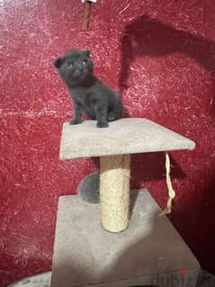 for sale Scottish fold and British kittens 0