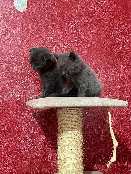 for sale Scottish fold and British kittens 1