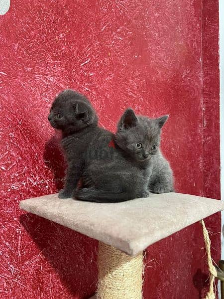 for sale Scottish fold and British kittens 2