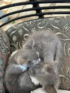 two kitten for adoption