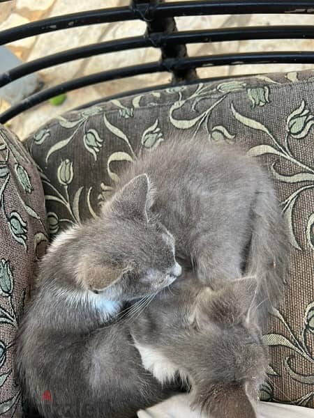two kitten for adoption 0