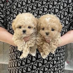 Teacup Maltipoo SMALLEST SIZE imported 0