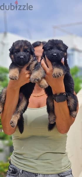 Available German Shepherds for reservation 3