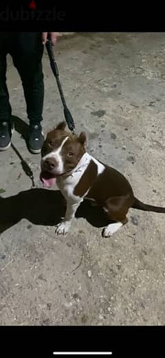 Male pitbull for sale top breed