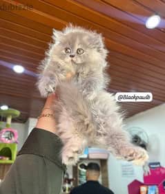 silver cream persian