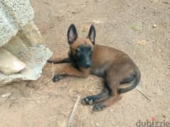 Malinois