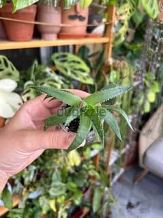 Succulent Haworthia 0.5$