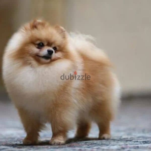 Pomeranian puppies 0