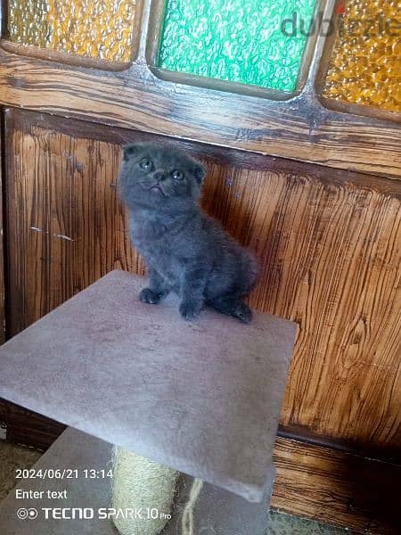 for sale Scottish fold and British kittens 4
