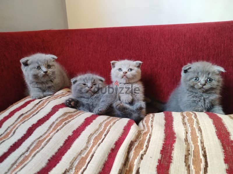 Scottish fold 0