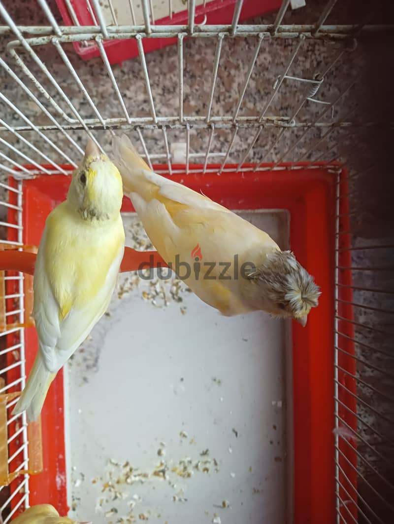 Female canaries for sale - 6 months old 0