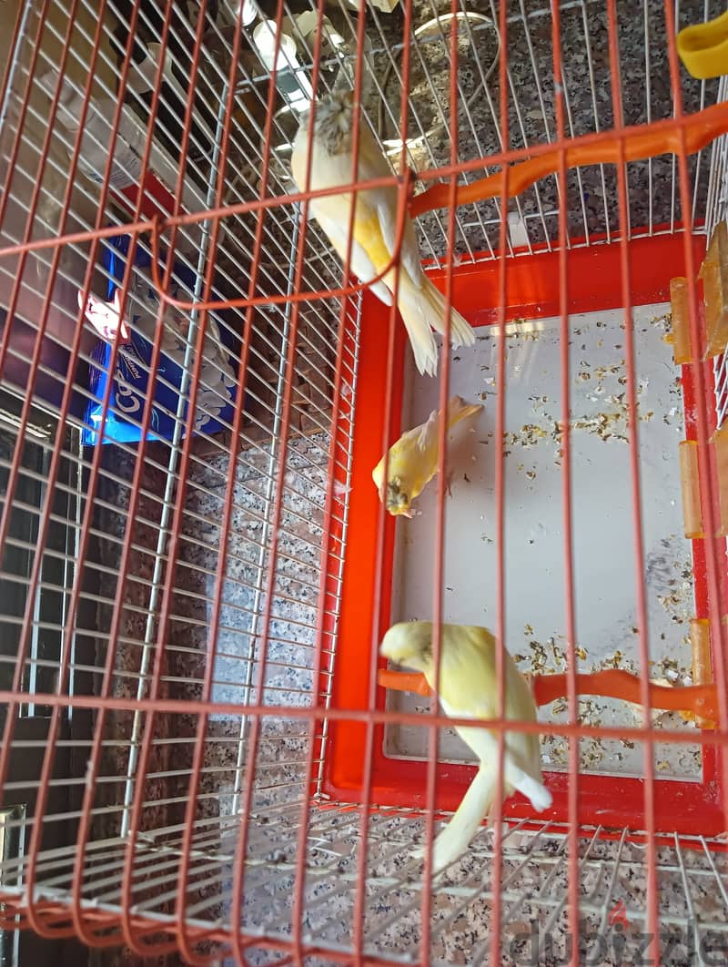 Female canaries for sale - 6 months old 1